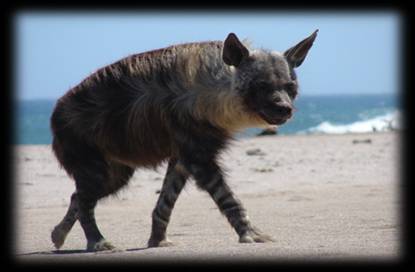Picture of Brown Hyaena
