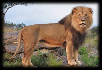 Picture of Lion